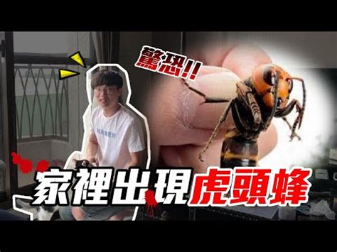 家裡有虎頭蜂窩代表什麼|【捕蜂捉蛇】避其「蜂」芒：你害怕虎頭蜂嗎？ 